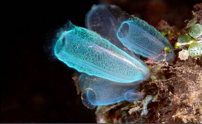 []长大了就吃掉自己的脑子，为了营养敢对自己下口的动物，你知道吗