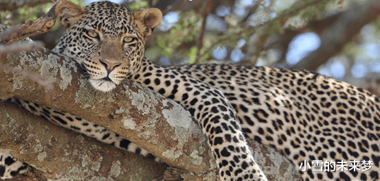 豹子|豹子的战力排行版!