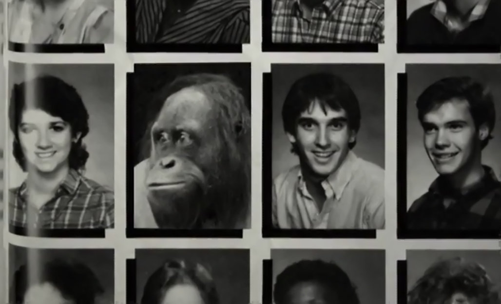 黑猩猩|一只上过大学的猩猩,试图成为人类,但却被囚禁30年!