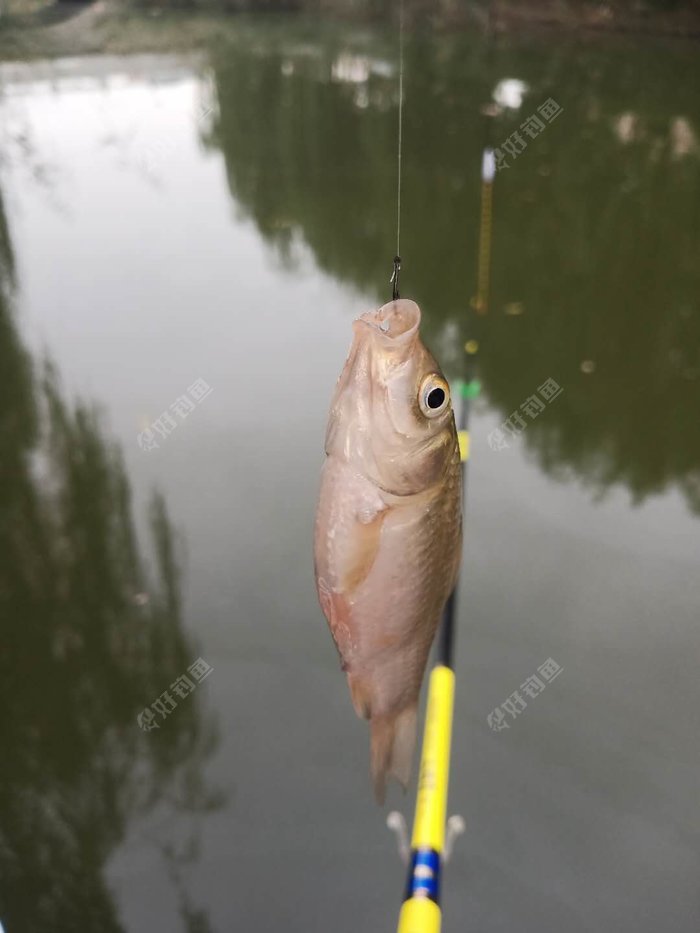 饵料|国庆假期最后一天，小河沟里再钓鲫