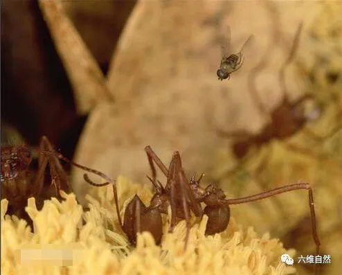 「亚马孙热带雨林」子弹蚁是毒性最强蚂蚁，却害怕两种生物，驼背蝇和土著部落成人礼