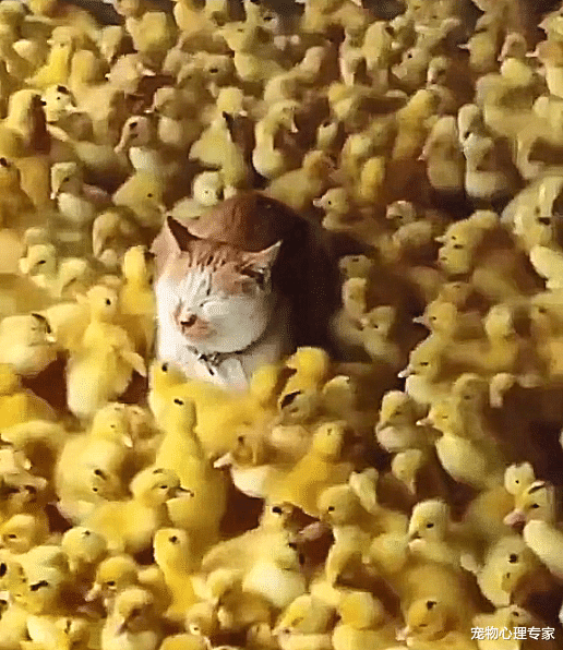 女子给鸭子喂食，却发现鸭群中有个猫头，走近一看不知道怎么办了