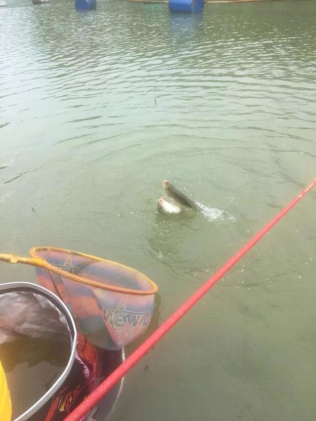 『』「闲聊」术专攻！钓鱼的真正快乐之一