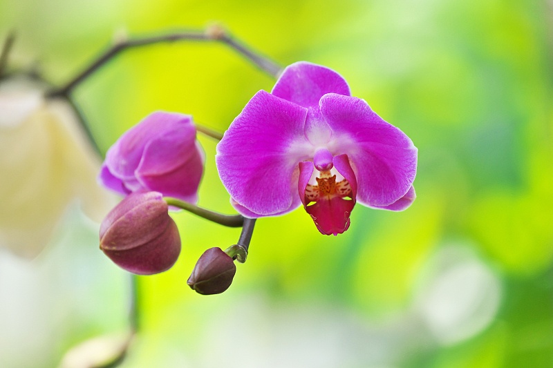 [生肖]6月上旬月老眷顾，3生肖邂逅良缘，往后白首不相离