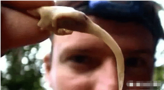 毒蛇|最奇葩毒蛇，体重达到10公斤，活动方式颠覆你的想象