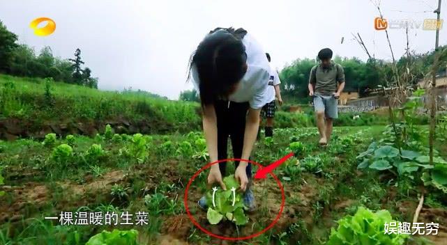 黄磊@《向往的生活》变宣发地？黄磊何炅忙着带新人，张子枫处境很尴尬