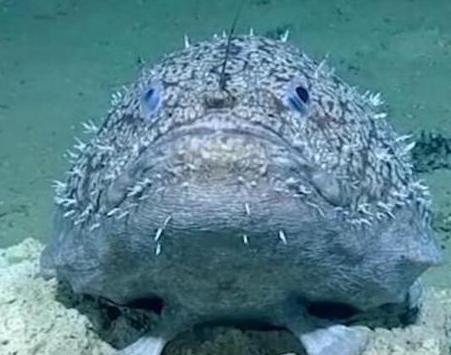 「科学家」深海里，科学家发现了“长着脚”的鱼，难道是“外星鱼类”？