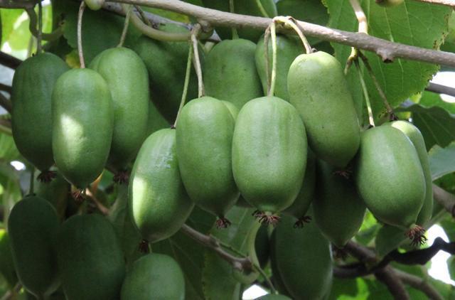 蘑菇|长白山赐予我们的“美味”,你是不是都吃过?