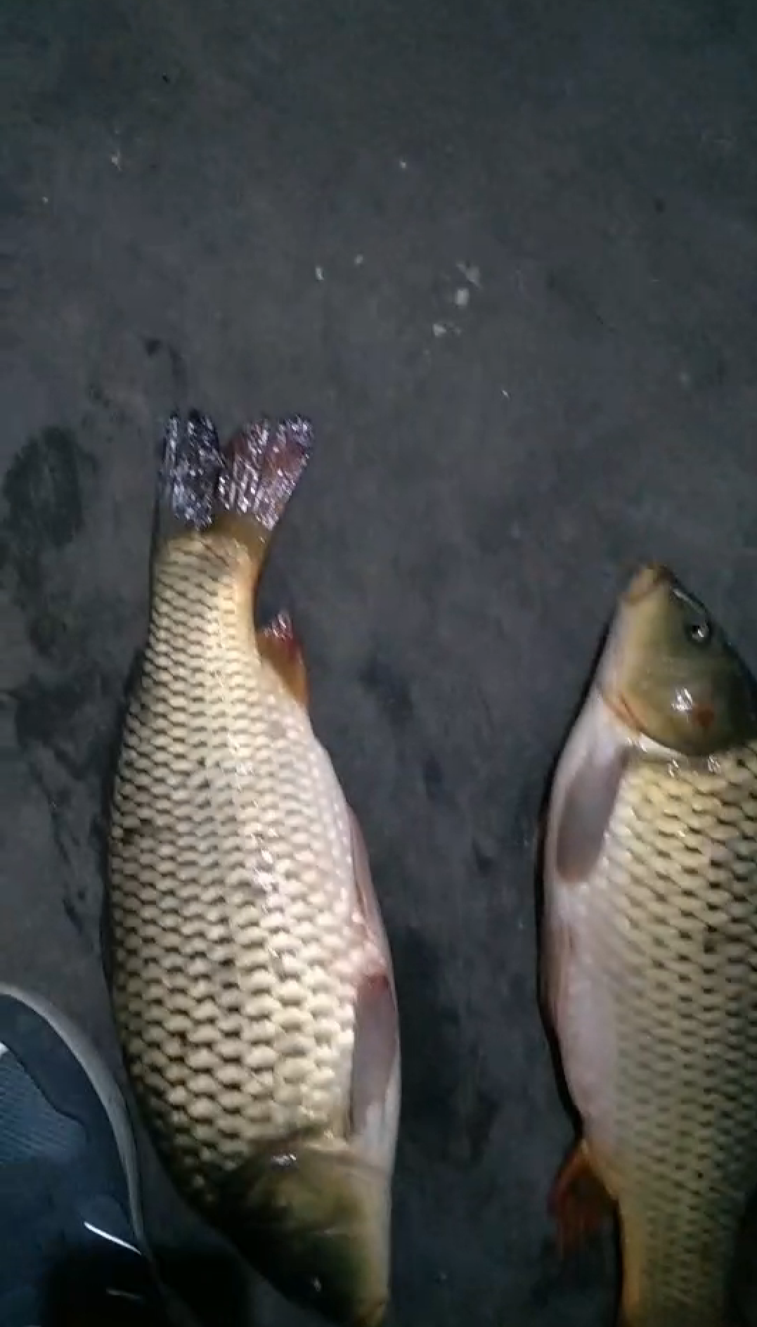 |在水位有变化的时候，该如何去选择垂钓？