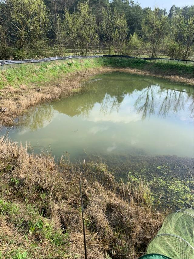 #鲫鱼#关于钓鱼的一些细节问题,需要注意什么