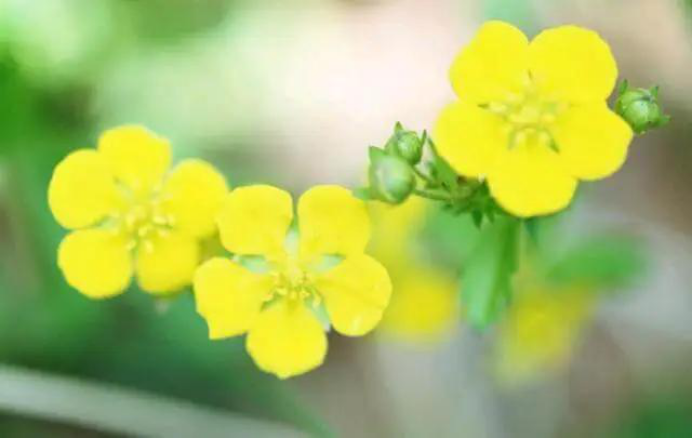 生肖|惹不起的三生肖，八月起财运不断，喜事接二连三，桃花旺盛