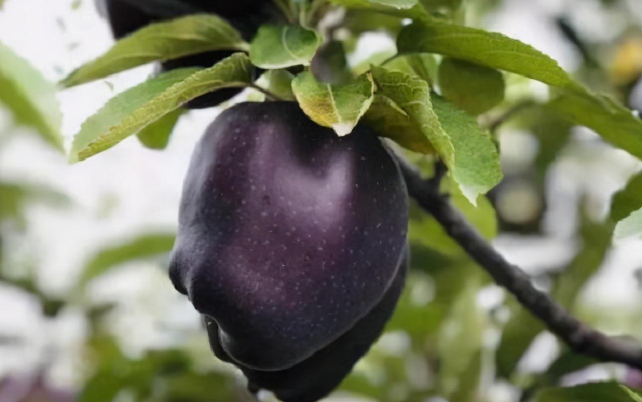 排毒|这5种黑色水果,吃过2种以上就不得了,全吃过的才是真土豪!