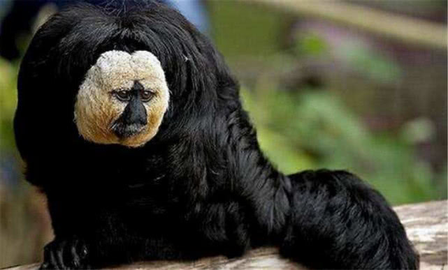 「毒液」它被称“抗毒之王”，比平头哥还强，毒液毒汁就是营养液