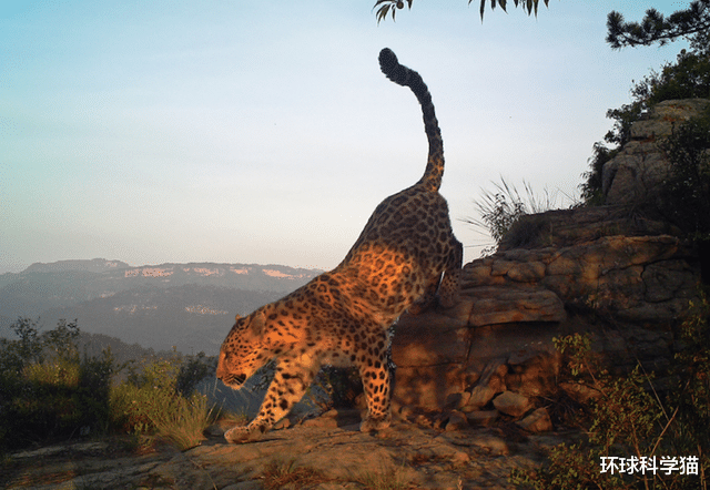 豹子|1年增长率达25%！华北豹数量明显上升，中国造林计划奏效了