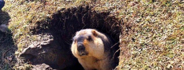 川西|我国又一川西秘境被发现,到处是萌人土拨鼠,让你来了就不想走!