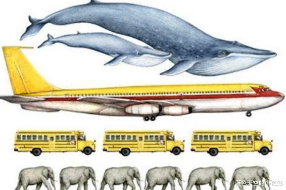 ▲世界上最大、最重的动物——在海面上出现就像一座小山
