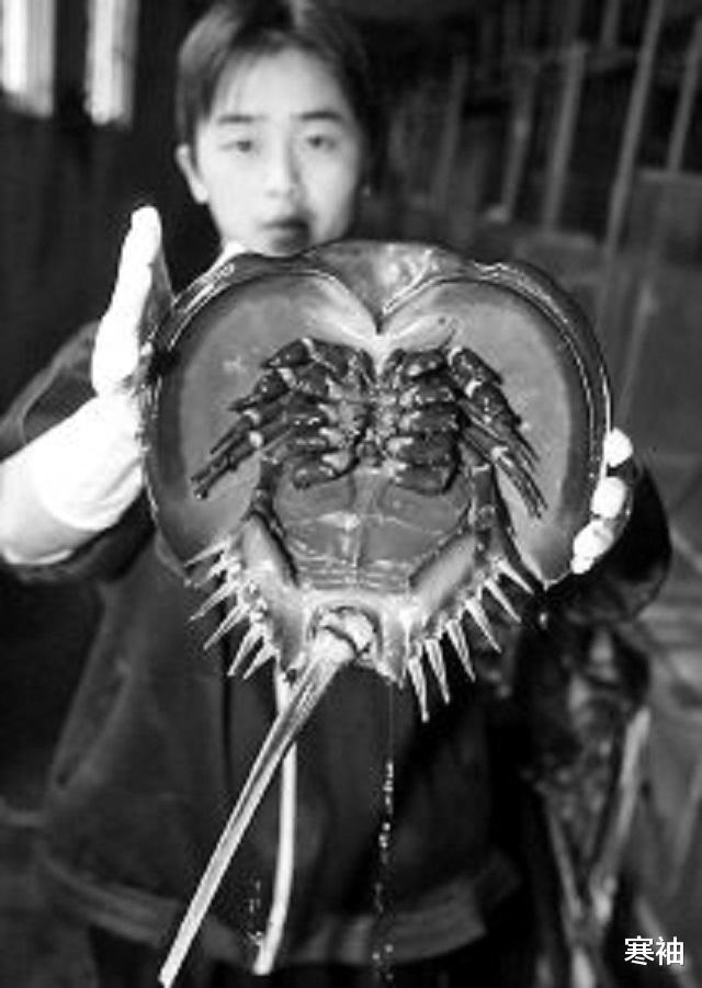 蓝血：地球唯一蓝血的\活化石\，活了4亿多年，如今被人类牟利自身堪忧