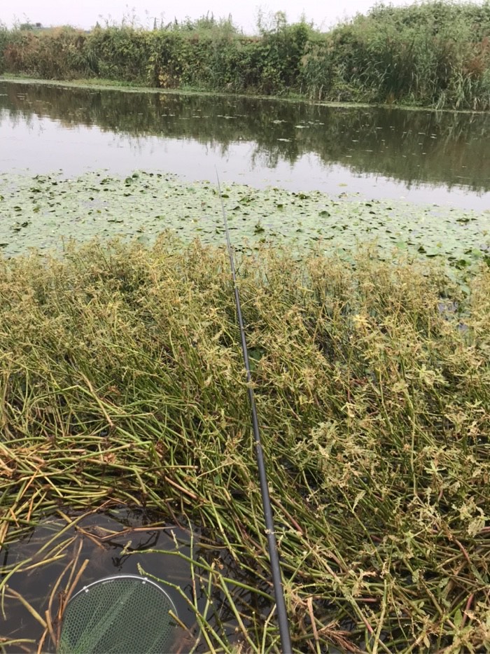 鲫鱼|今天鱼口不错，没一会，收获鲫鱼三斤