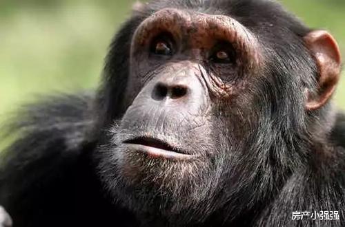 「猩猩」科学家找到5名女性和猩猩繁衍后代,结果令人满意