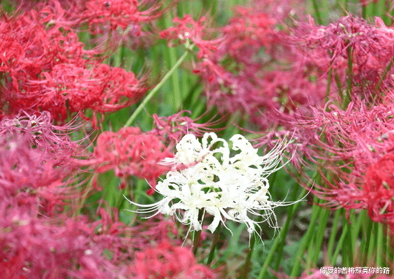 『运势』6月28日运势不断提高，4属相吉祥鸿运，财路大红大紫，大吉大利