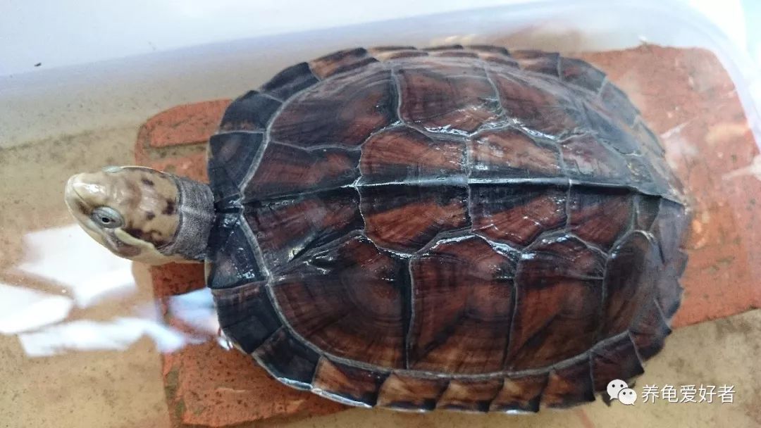 龟死亡率的高低和它的价格有关？