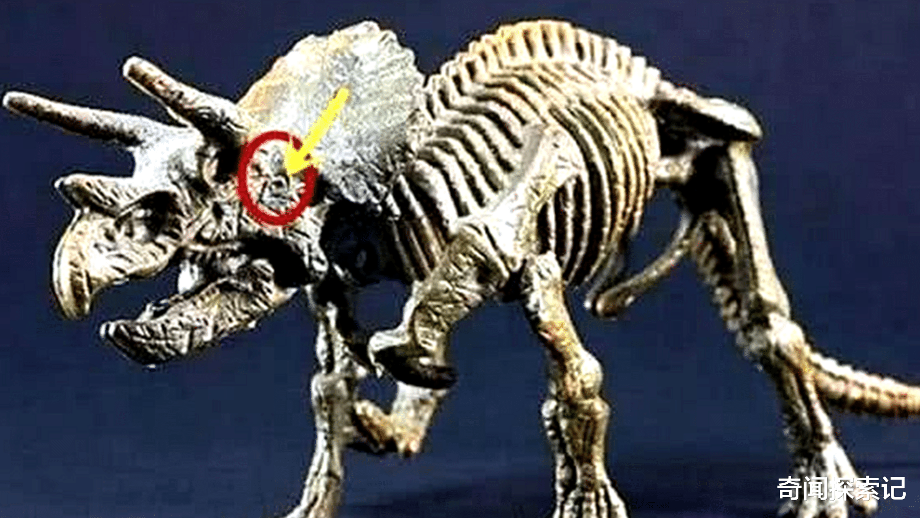 霸王龙|专家在霸王龙头骨上发现弹孔,是外星人所致还是史前就存在高级文明呢?