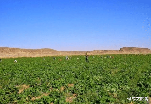 瓦迪|唯一建有农场的沙漠,种满瓜果蔬菜还都能成活,当地人吃喝全靠它
