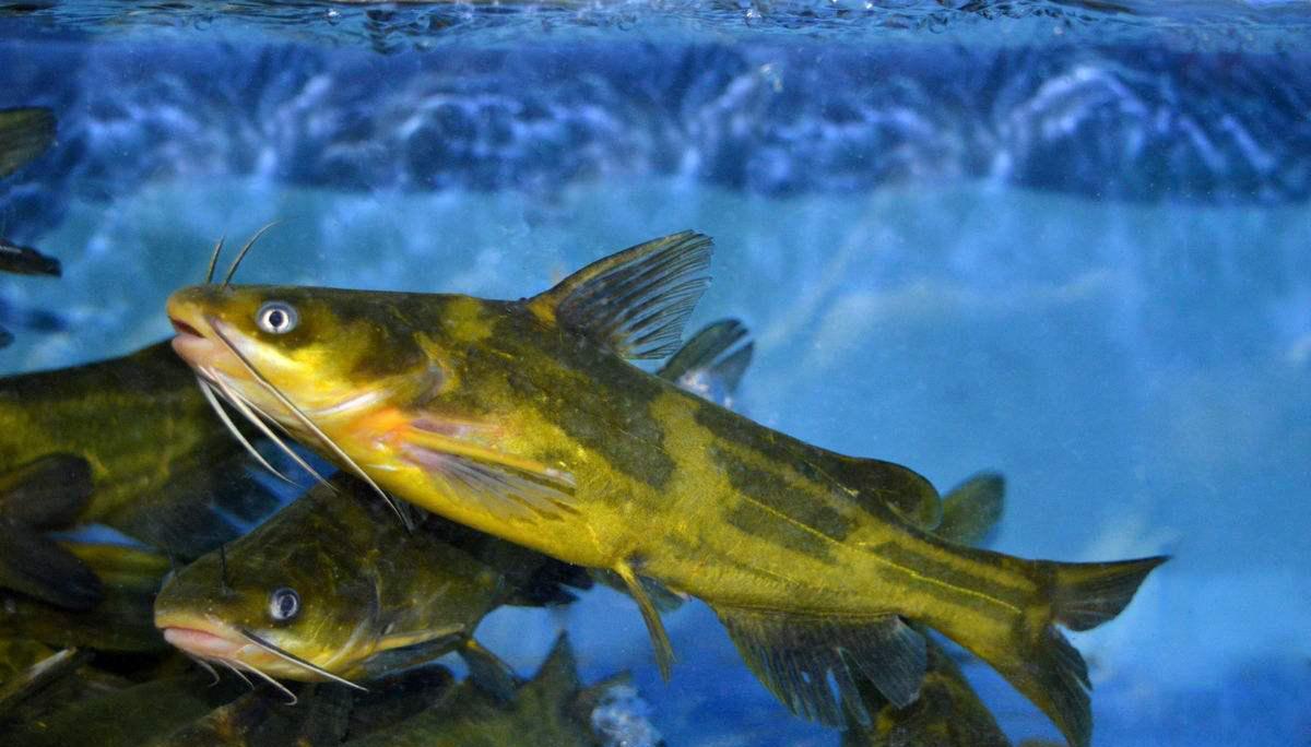 |钓鱼必须鱼钩必须躺底?打破传统方式,钓底钓浮都上鱼