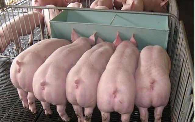 生猪价格|高猪价持续，产能迅速恢复之下，下半年猪价如何？看专业人士咋说