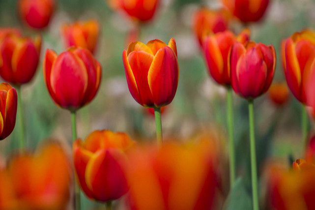 生肖|11月中下旬多有机遇降临，贵人提拔点拨，人生与众不同的3生肖