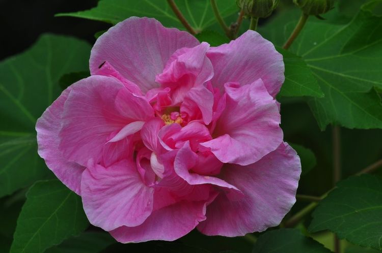 白羊座|下周，回眸一笑百媚生，爱情生机勃勃，与真爱成功牵手的4大星座