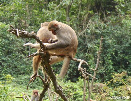 |生肖猴:9月份千万别抛弃这个人,他将是你这一生最大的贵人!