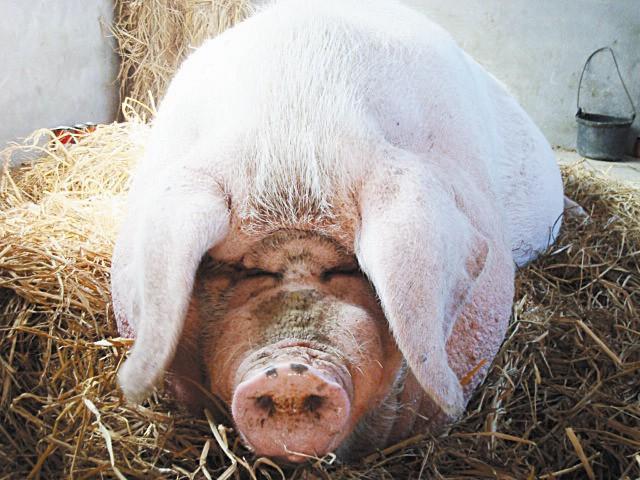 磁器口|浙江2200斤“猪王”，养在佛门赐有法号，死后村民还为其塑像供奉