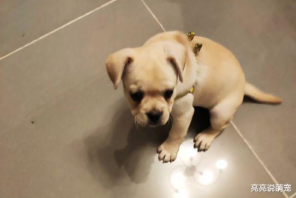 万万没想到，法斗长大了会“狠”可爱，看见就想躲