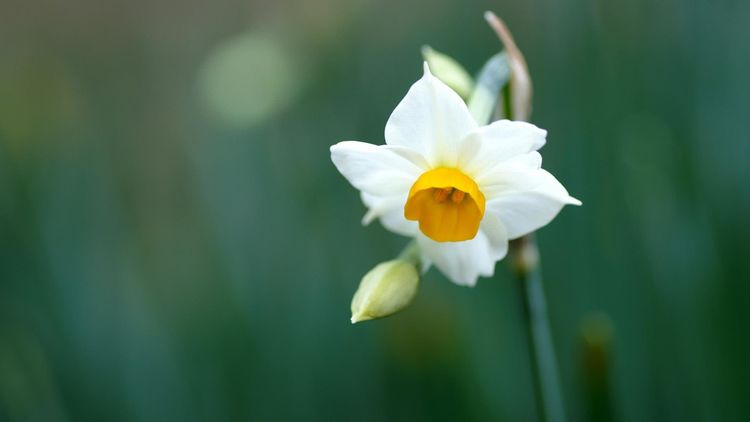 狮子座▲此4属相，2020年事业发展顺利，财富回报满满！