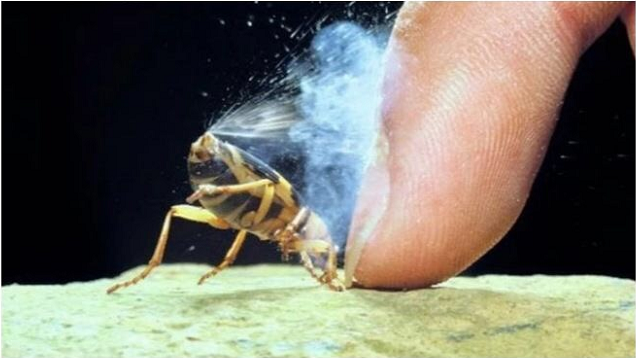 蜘蛛|涨姿势了，26张图告诉你世界又多奇妙！