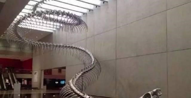 「」世界上最大的蛇是哪种蛇？