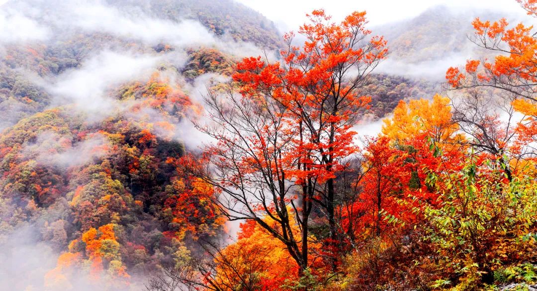 梯田|中国最美50个秋景,美得令全世界为之倾倒!去过20个就算达人