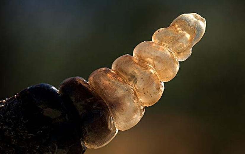 【响尾蛇】响尾蛇的尾巴是怎样发声的，科学家一刀切开后，终于揭开真相