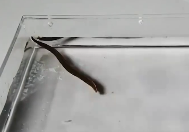 昆虫|螳螂与水蛭的对决，仅凭一招就分出了胜负，千万不要眨眼