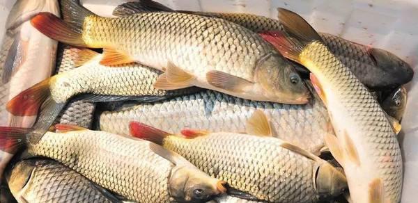 []野外垂钓鲤鱼，灵活变动才是关键。实际垂钓经历分享如何灵活应变