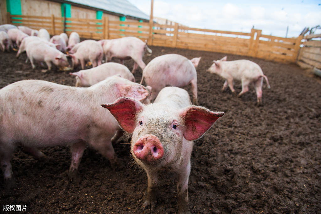 「生猪价格」5月25日生猪价格：华北，东北全线下跌，新一轮下跌又要来了？