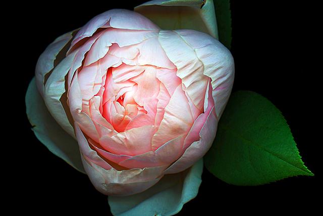 巨蟹座■太长情,太专情,太深情的三大星座,向往爱情,但总是一片真心给错人