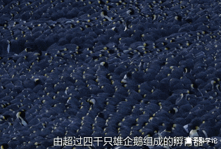 南极|南极为什么很少下雪?你不知道,它是世界上最大的“沙漠”