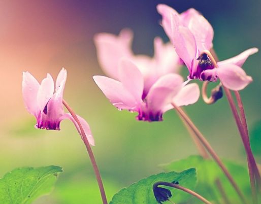 生肖@3月25号开始有贵人鼎力相助，福运财气傍身，全家享富贵的生肖