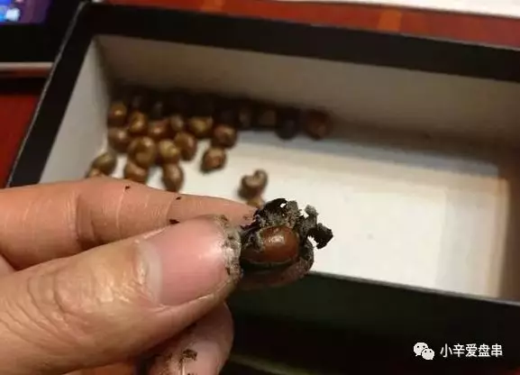 文玩▲离离原上草，一岁一枯荣——金佛草菩提