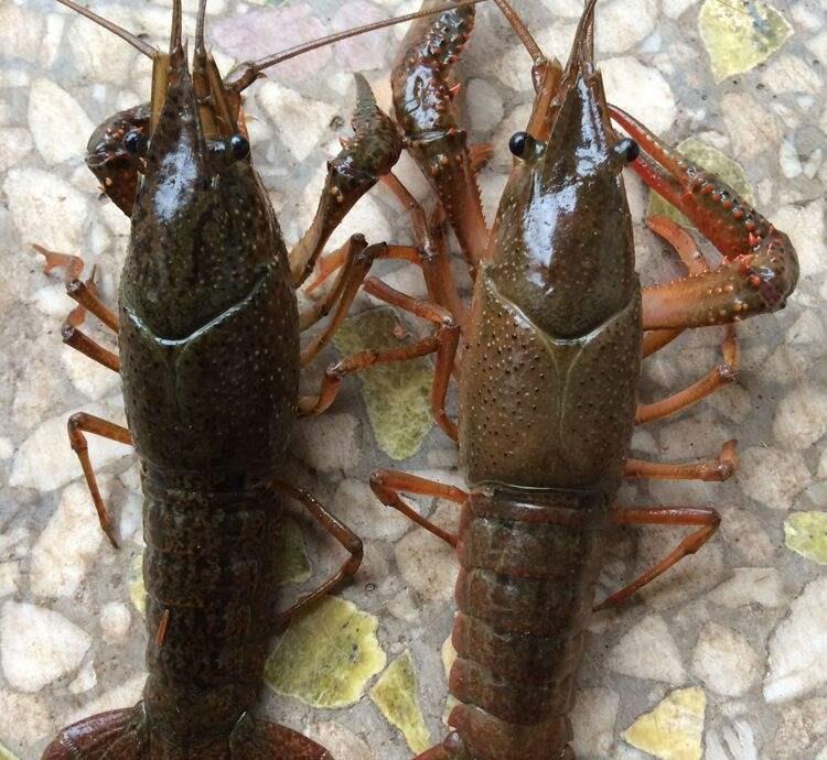 「小龙虾」想买小龙虾自己吃，如何判断小龙虾是不是被洗虾粉洗过？