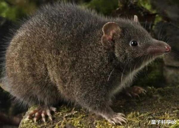 『基因』从进化来说，动物交配时间长有优势？还是短有优势？