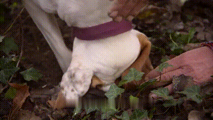 [鲍鱼]美食家蔡澜口中“死前必吃”的15种美味