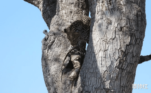『巨蜥』巨蜥逃上树,但它忘了对手是谁,血染树干!